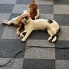 キジ白 男の子 とても懐っこい性格です！ サムネイル2