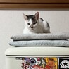 キジ白 男の子 とても懐っこい性格です！ サムネイル3