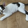 キジ白 男の子 とても懐っこい性格です！ サムネイル4