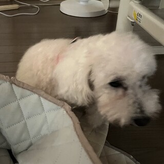 食欲旺盛なトイプードルの女の子