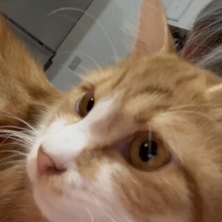 ふわふわの茶白1歳男の子！