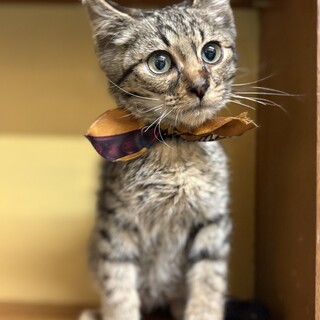 表情がかわいい　ラキ