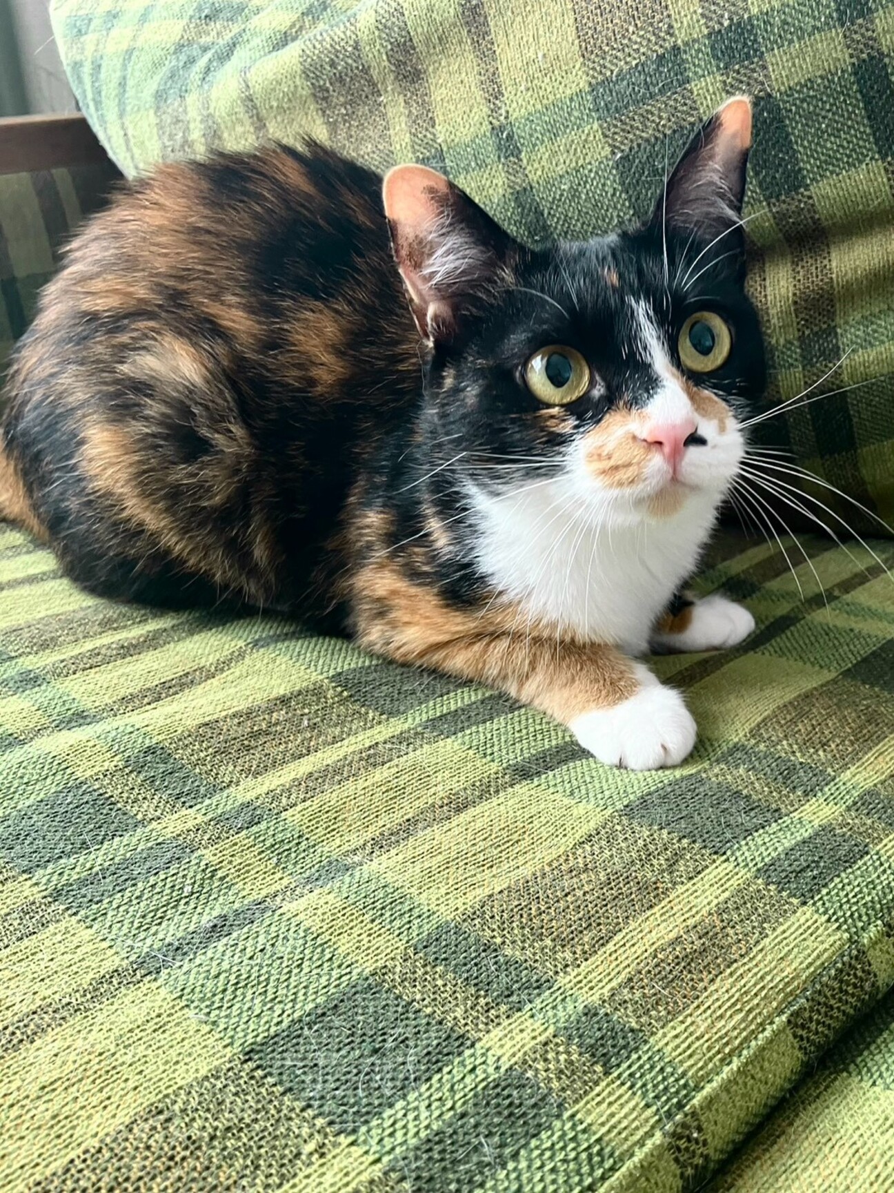 ボブテイルをフリフリ三毛の美猫です♡の写真
