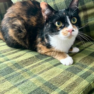 ボブテイルをフリフリ三毛の美猫です♡