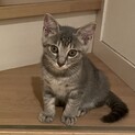 元気なグレーキジトラの男の子★