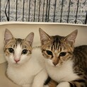なでなで大好き仲良し２匹