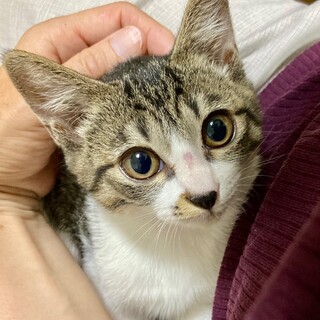 【8/16⭐️泉大津にて譲渡会】参加猫ふうかちゃん