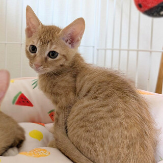 【8/16⭐️泉大津にて譲渡会】参加猫むう太くん