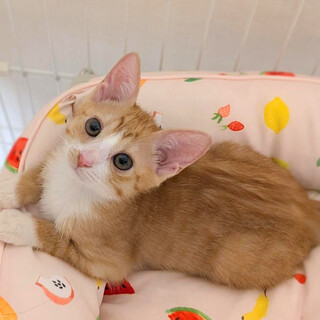 【8/16⭐️泉大津にて譲渡会】参加猫にこまるくん