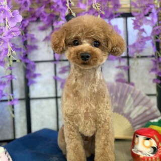 トイプードル