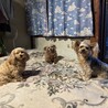 たぁママ