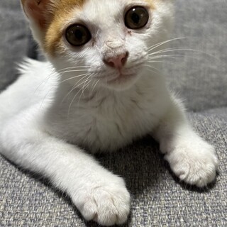 保護した子猫です