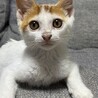 保護した子猫です