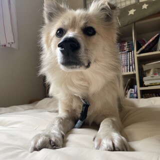 穏やかなモフモフイケメン雑種のゴータ君