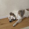 穏やかなモフモフイケメン雑種のゴータ君 サムネイル2