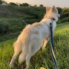 穏やかなモフモフイケメン雑種のゴータ君 サムネイル3
