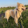 穏やかなモフモフイケメン雑種のゴータ君 サムネイル4