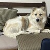 穏やかなモフモフイケメン雑種のゴータ君 サムネイル5