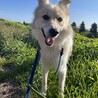 穏やかなモフモフイケメン雑種のゴータ君 サムネイル6