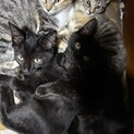 里親募集です。保護猫