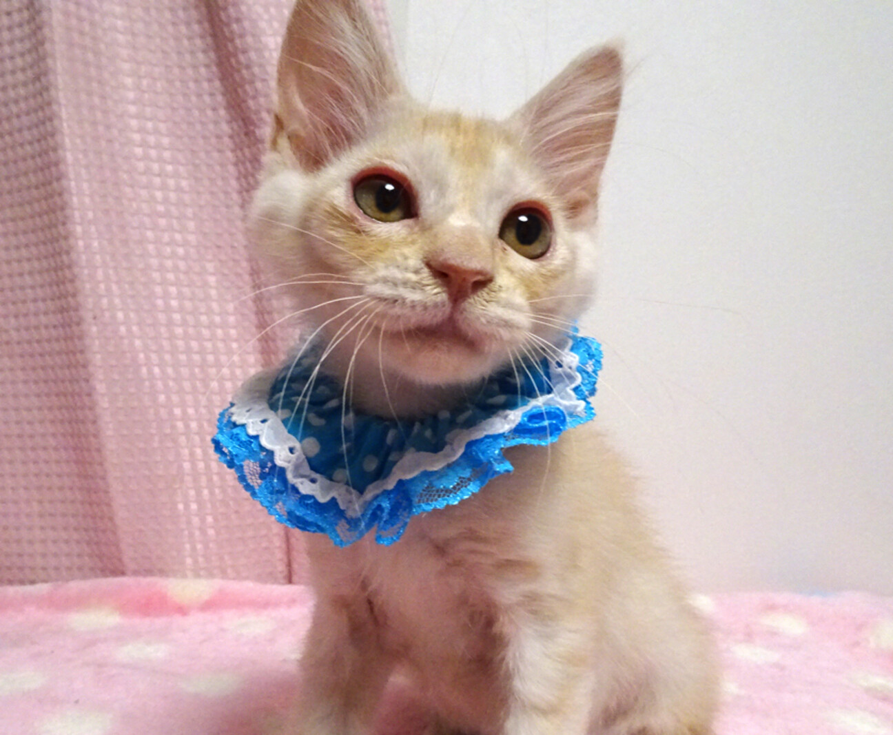 なれなれ♪パステル茶白❤️マカロンくん3ヵ月半の写真