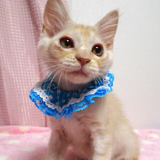 なれなれ♪パステル茶白❤️マカロンくん3ヵ月半