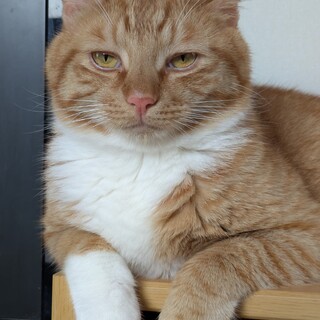 茶トラ♂２歳♡