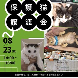 子猫まつり！保護猫譲渡会　名古屋市