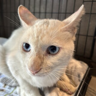 よく喋る美男子猫の『ピンシャン』君