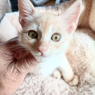 メロン・良く遊びます。イケメンにゃんこ