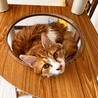 抱っこ大好き♡ふわふわ「わたげ」1歳・男の子 サムネイル2