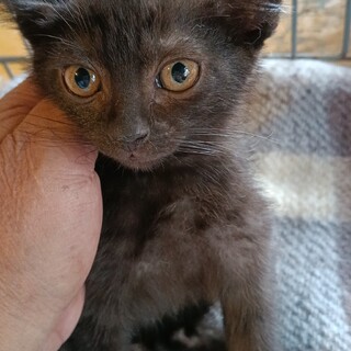 あづき・少しビビりなイケメンにゃんこ