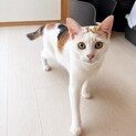ゆっくり距離を縮めます♡「きび」1歳4ヶ月・女の子