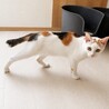 ゆっくり距離を縮めます♡「きび」1歳4ヶ月・女の子 サムネイル4