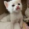 ゆっくり距離を縮めます♡「きび」1歳4ヶ月・女の子 サムネイル6
