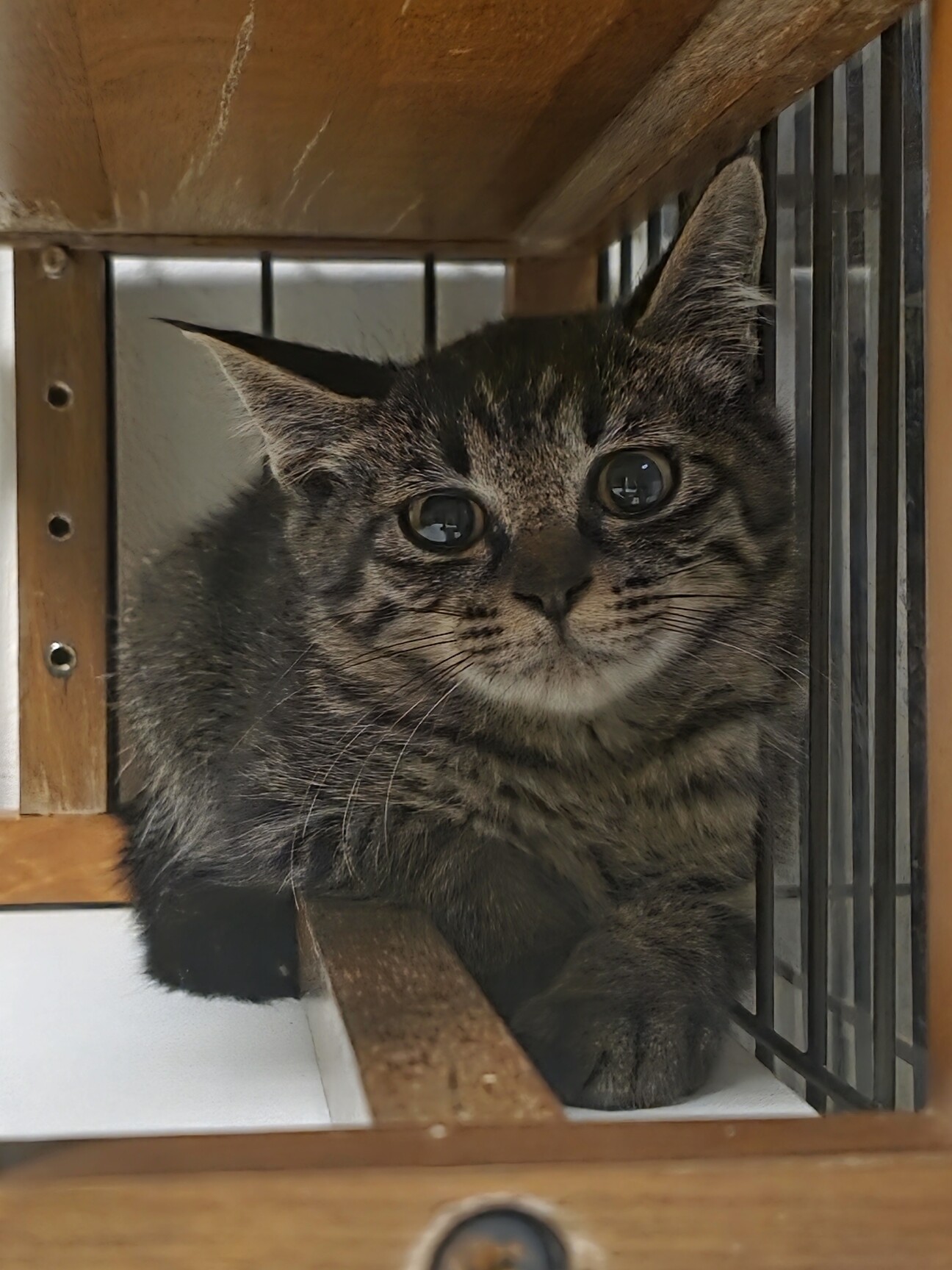 目が大きい美猫ちゃん♡らんらん♡の写真