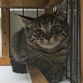 目が大きい美猫ちゃん♡らんらん♡