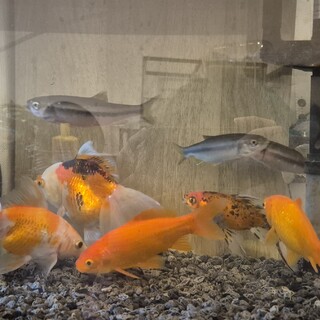金魚6匹、カワムツ３匹 (個別譲渡可)