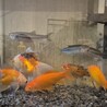 金魚6匹、カワムツ３匹 (個別譲渡可) サムネイル1