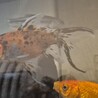 金魚6匹、カワムツ３匹 (個別譲渡可) サムネイル3