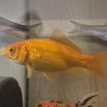 金魚6匹、カワムツ３匹 (個別譲渡可) サムネイル5