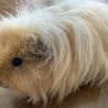家族の一員として可愛がっていただける方お願いします サムネイル2