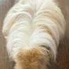 家族の一員として可愛がっていただける方お願いします サムネイル3