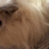 家族の一員として可愛がっていただける方お願いします サムネイル4