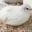 姫ウズラ　白　５ヶ月　手乗りサイズ