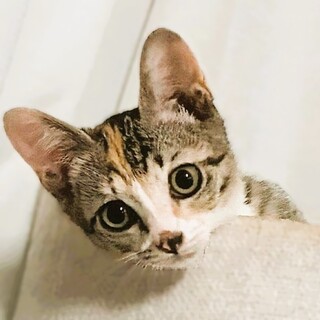 ◆8/11◆遊ぶの大好き可愛い三毛猫♥パステル