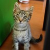 ゴロゴロ甘えん坊のもずく☆ サムネイル3