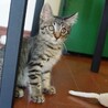 ゴロゴロ甘えん坊のもずく☆ サムネイル4