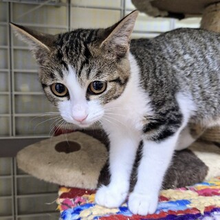 【募集一時停止】キジシロのフラッペ