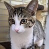 【募集一時停止】キジシロのフラッペ